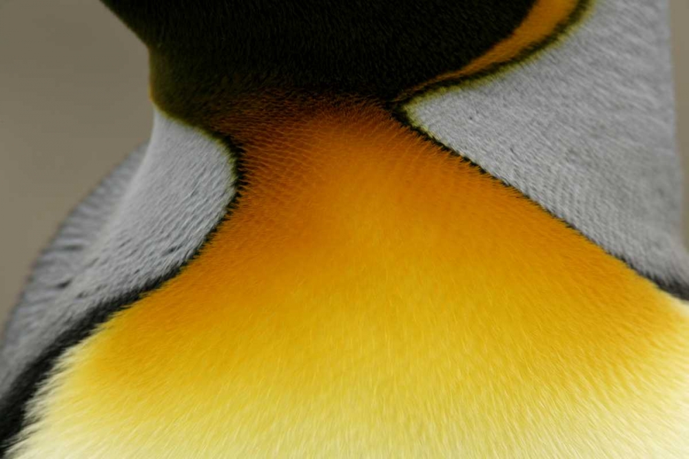 South Georgia Island Detail of king penguin